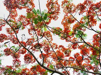 《勇者斗恶龙3 重制版》特典或暗示SE有意重制天空三部曲